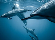 【意甲】阿什拉夫双响卢卡库破门 国米3比1博洛尼亚